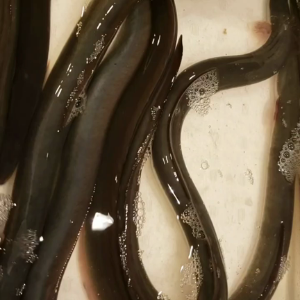 天然鰻の記事動画