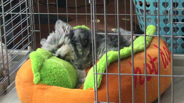 ポメプーの記事動画