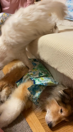 仲良しの犬とネコ　We are good friendsの記事動画
