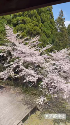 春爛漫の真庭市への記事動画