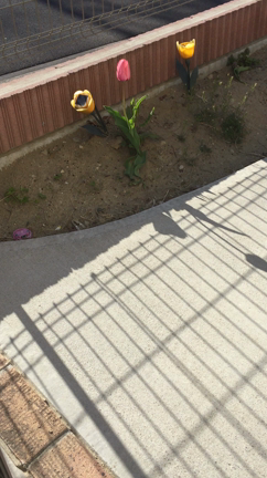 おてて保育園のチューリップの記事動画