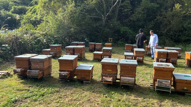 日本で作るイタリアのはちみつ。。。の記事動画