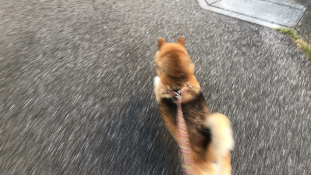 モモとトランプの記事動画