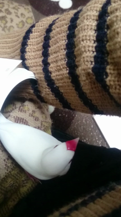 ☆長鳴き☆の記事動画