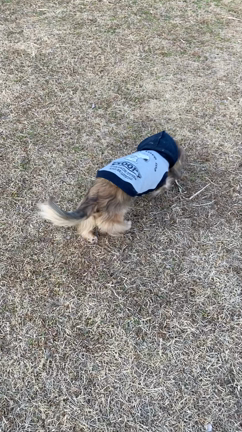 コテツが走った(´°̥̥̥̥̥̥̥̥ω°̥̥̥̥̥̥̥̥｀)の記事動画