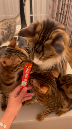 6ニャンズ朝から…の記事動画