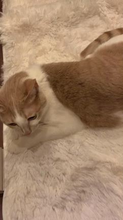 ✨野生の本能恐るべし✨の記事動画