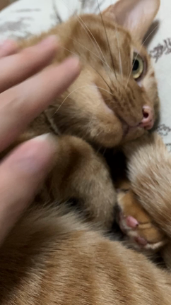 【猫のゴロゴロ音】飼い主を待ち切れない猫の記事動画