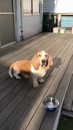 犬の保育園でアンチエイジングの記事動画