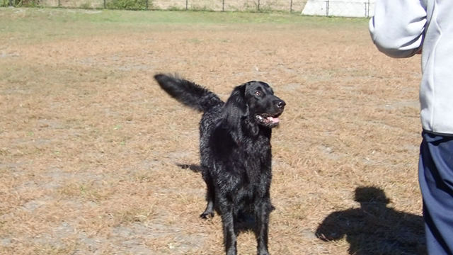 ラン(’-’*)♪ ～蓮～の記事動画