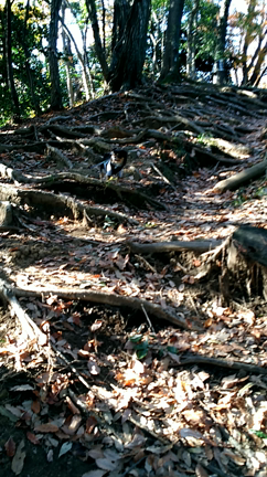 七沢森林公園 尾根のさんぽ道の記事動画