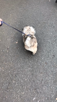 ペキ郎くん公園デビューの巻。の記事動画