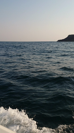 ハマチの記事動画