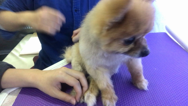 疲れる理由がないトリミングができた！の記事動画