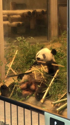 寝食い 寝グソのパンダ いんちきサファイア