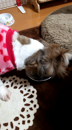 我が家のクリスマスの記事動画