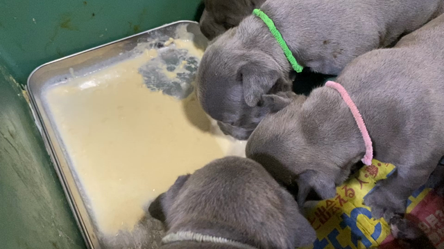 アメリカンブリーの記事動画