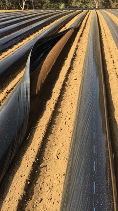 今日って強風の日だっけ？？の記事動画