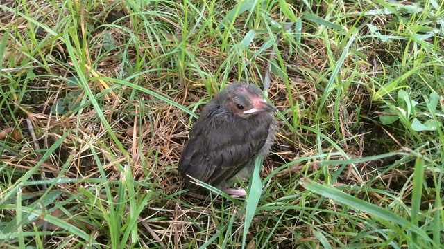 思いつくまま日記108の記事動画