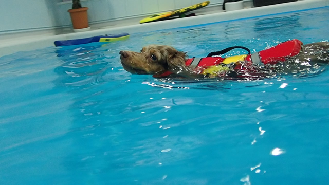 ココアちゃん停滞中・・・の記事動画