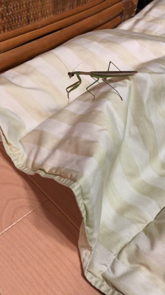 夜の珍入者?!の記事動画