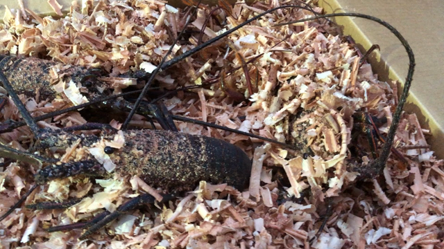 年末年始色々の記事動画