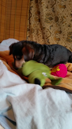 我が家の目覚ましは……の記事動画