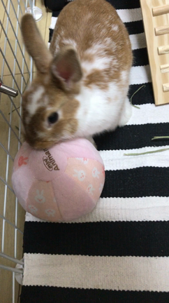 ボール遊び うさぎ ときどき会社員