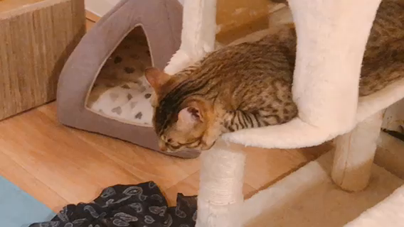 我が家のニャンあおちゃんの大いびきの記事動画