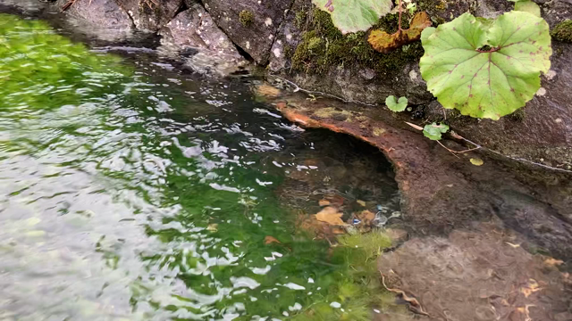 福井県越前市にある梅花藻が咲く「治左川井戸」の記事動画