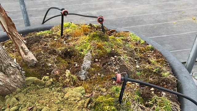 3月になったら給液開始！の記事動画