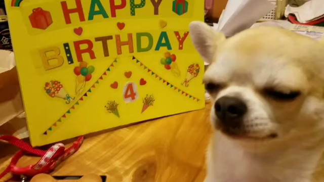 祝！ルピ4歳の記事動画