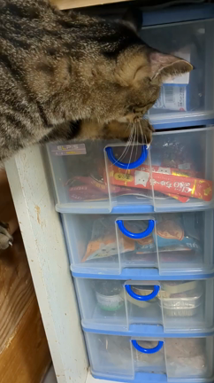 特技、引き出しを開ける事！の記事動画