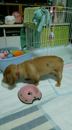 メイちゃんの椎間板ヘルニア  ❹の記事動画