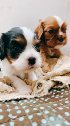 キャバリア赤ちゃん 離乳食始まりました。の記事動画