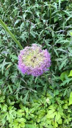 OVER THE 70.   そよぐ花と昭和オリンピック宿舎の記事動画