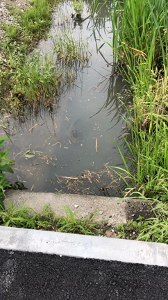 ライギョのようでギョギョ！(◎_◎;)の記事動画