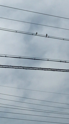 春ですね(*´꒳`*)の記事動画