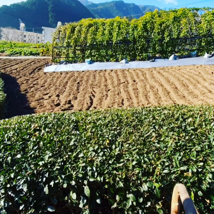 畝立て❣️の記事動画