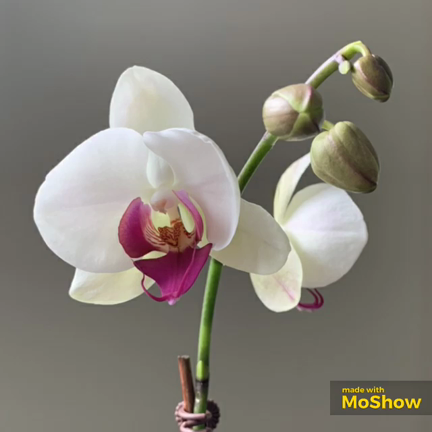 胡蝶蘭咲きました 13度目の正直 Thirteenth Time Lucky