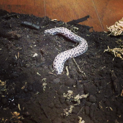 浅草BLACK OUT参加してきましたの記事動画