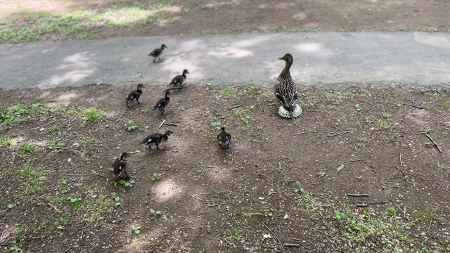 円山公園のオシドリ親子さんの記事動画