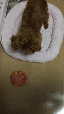 凶暴すぎるちびっこの記事動画