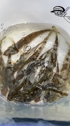 お昼から超〜アーバンへ！の記事動画