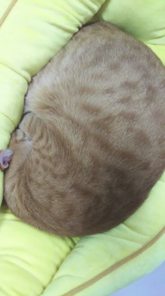 いびきの記事動画