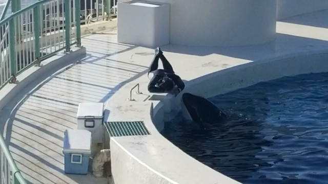 今年は、最高のヒーラーに出会いました。の記事動画