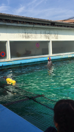 イルカのボール遊びの記事動画