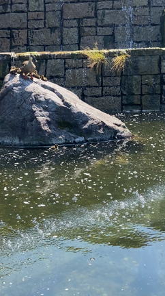 かもの親子の記事動画