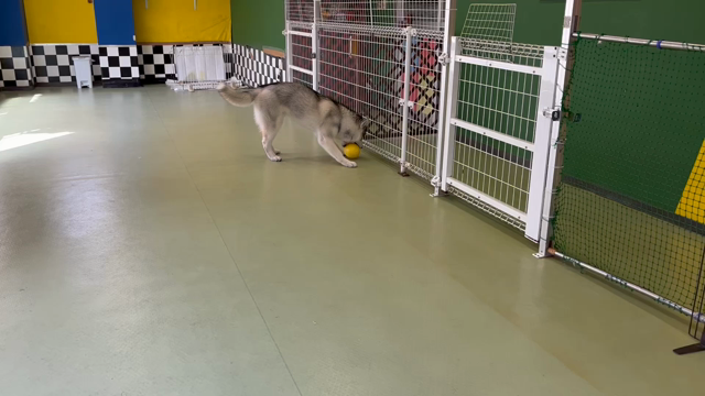 2月18日(日)☆彡の記事動画