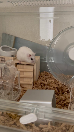 おやつが欲しい時の記事動画